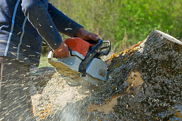 Best Tree Removal Near Me  in Pickens, SC